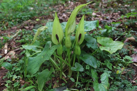 Cuckoo pint